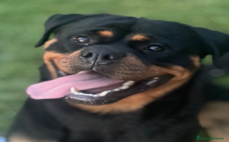 Rottweiler cani - Annuncio 2