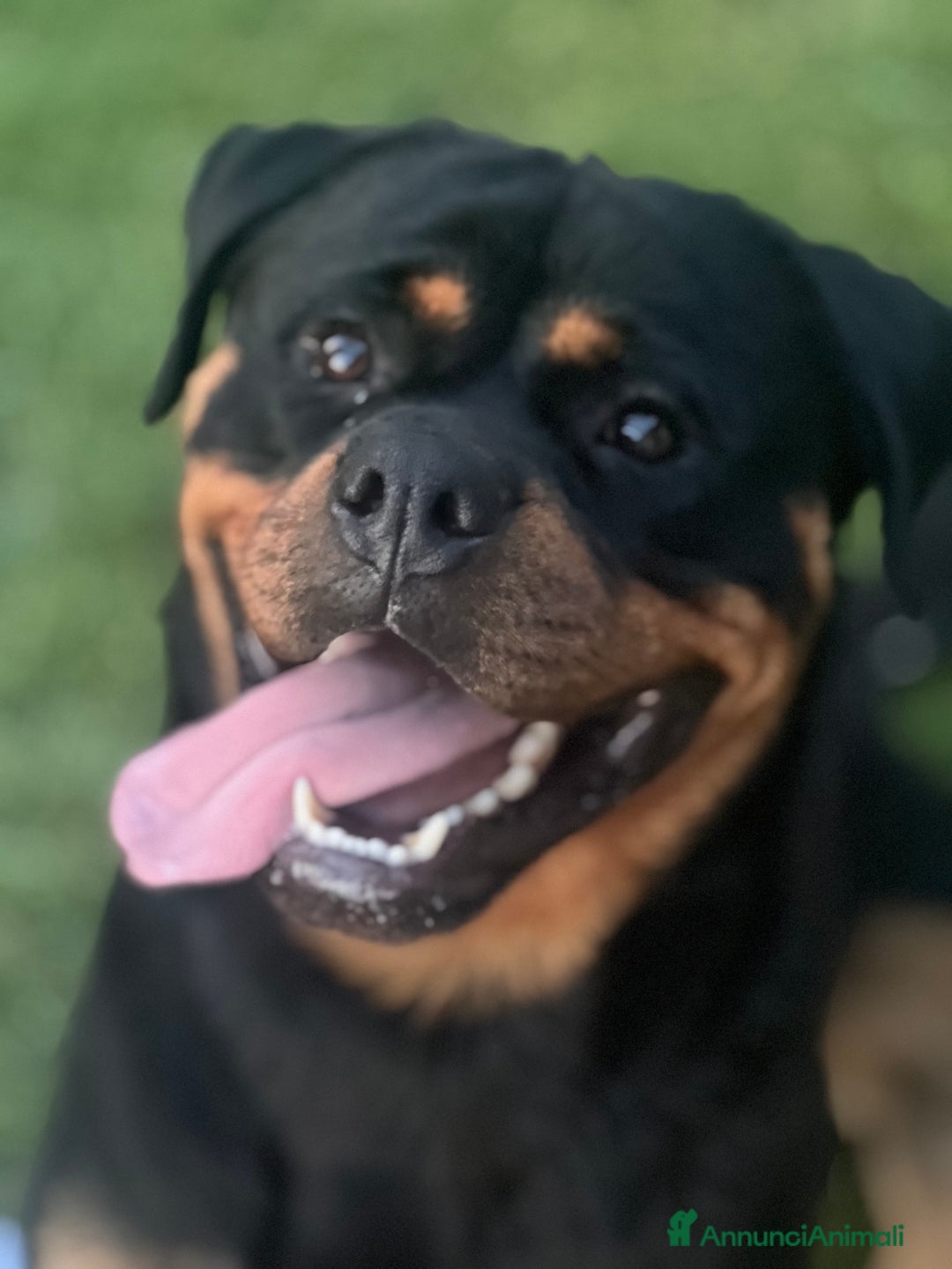 Rottweiler cani per accoppiamento: Rottweiler maschio - Immagine 1