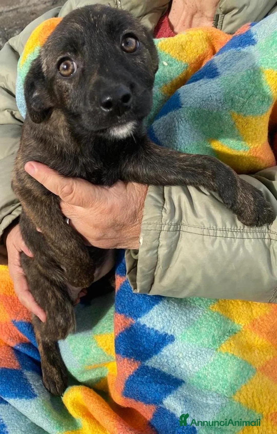 Meticcio cani in regalo: MARGOT 🩷 - cucciola, come si fa a non amarla 🥺 - Annuncio 4