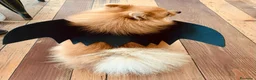 Volpino Pomerania cani per accoppiamento: MONTA a Provincia di Monza e della Brianza - Annuncio 5