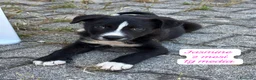 Meticcio cani in regalo: Adotta un cucciolo senza casa  a Provincia di Pistoia - Annuncio 5