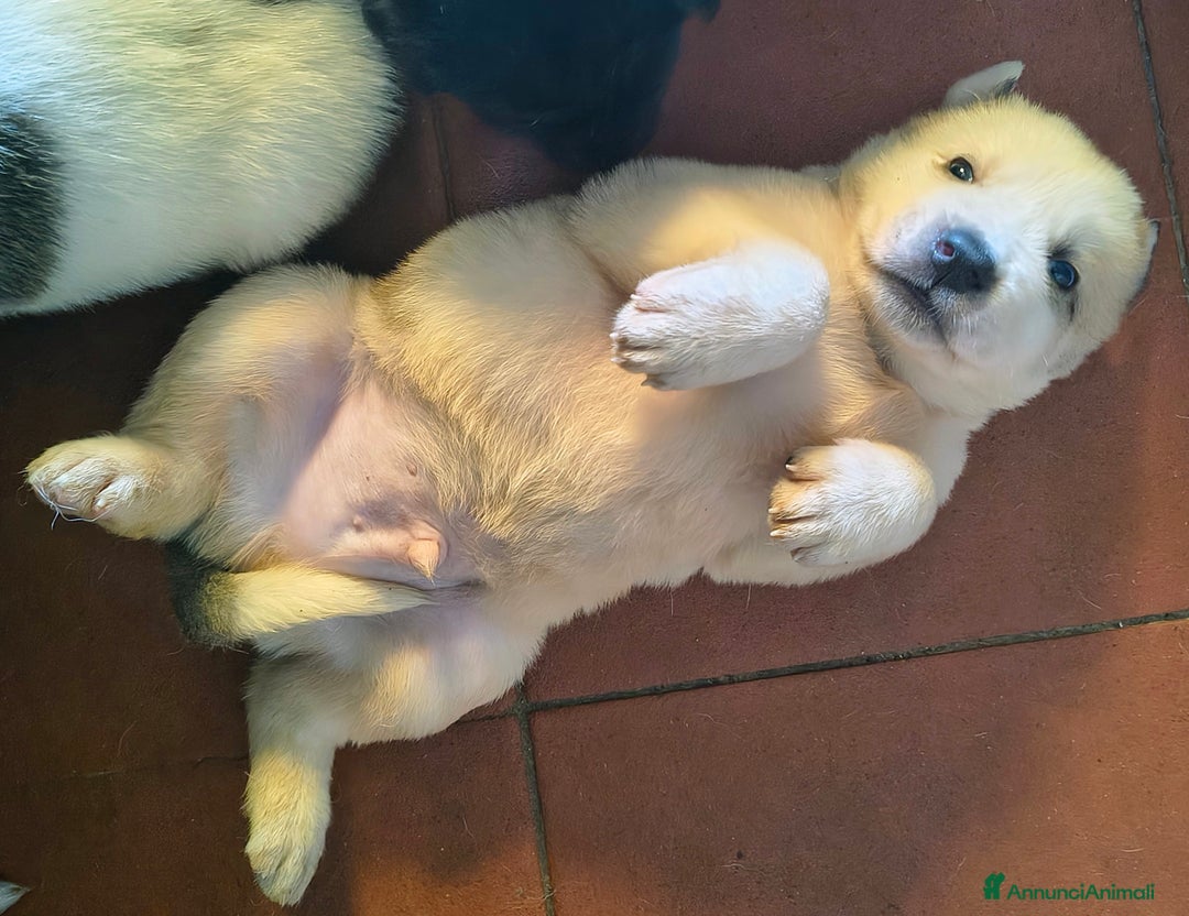 Pastore Asia Centrale cani in vendita: Cuccioli di pastore dell'Asia centrale Alabai - Annuncio 4