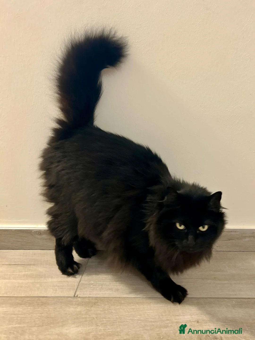 Meticcio gatti in regalo: Regalo gatta dolcissima a Città metropolitana di Roma Capitale - Annuncio 6