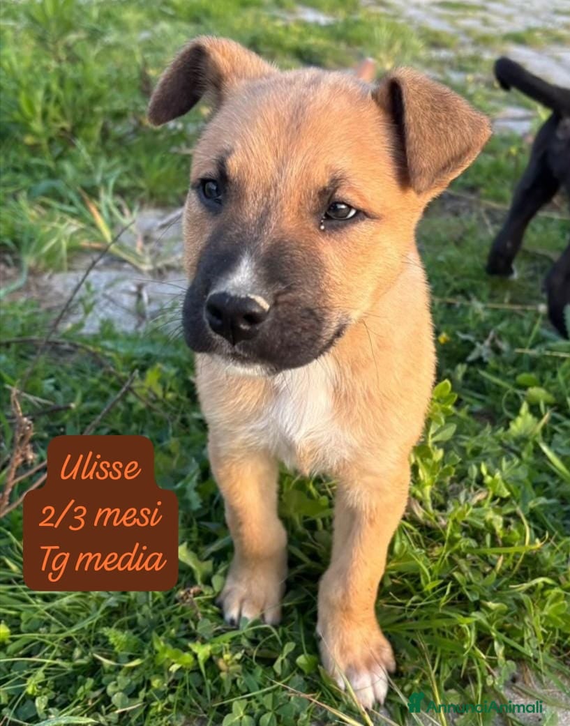 Meticcio cani Tanti cuccioli da salvare  - Annuncio 1