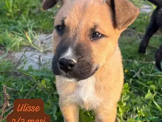 Meticcio cani Tanti cuccioli da salvare - Annuncio 1