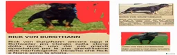 Rottweiler cani in vendita: Disponibili cuccioli Rottweiler  - Annuncio 8