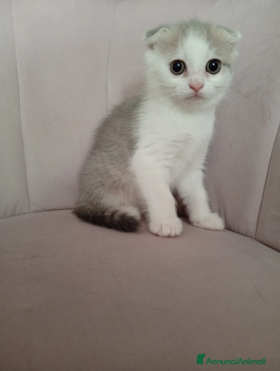 Scottish gatti in vendita: Scottish fold - Annuncio 3