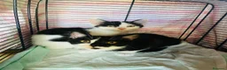 Europeo gatti in regalo: Due gattini di tre mesi - Annuncio 5