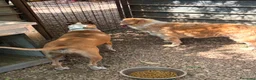 American Staffordshire cani in regalo: Laila, 1 anno e 1/2 Dolce e affettuosa  - Annuncio 4