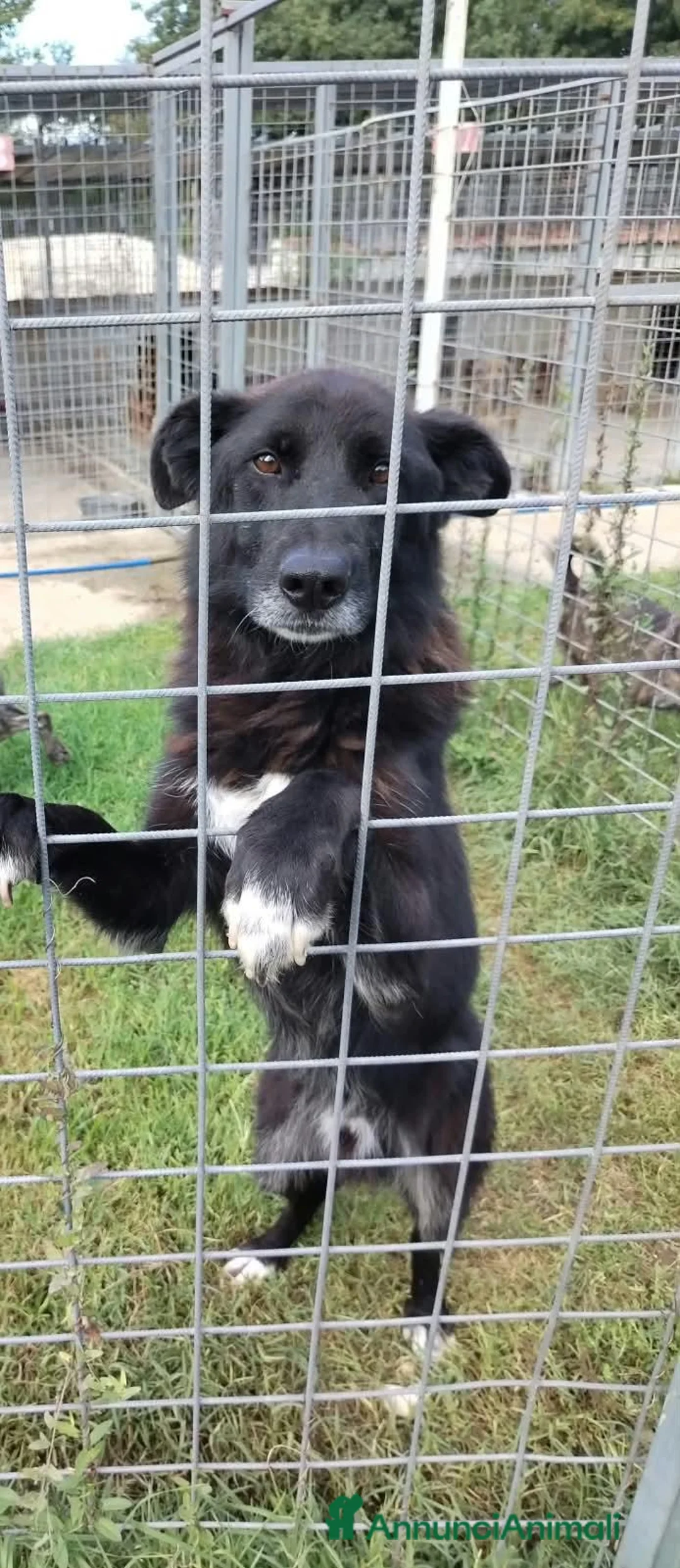 Meticcio cani in regalo: Danko, occhioni dolci, cerca adozione - Annuncio 3