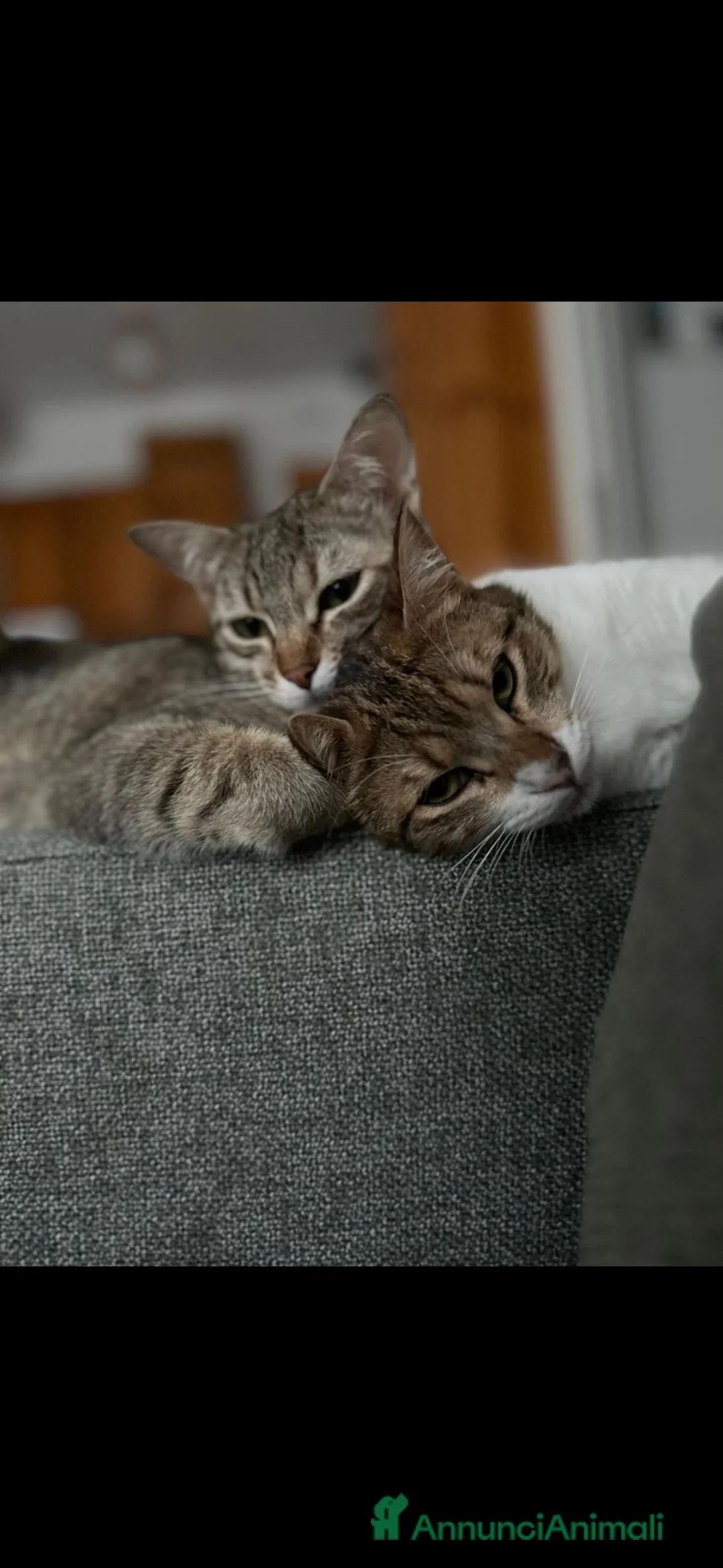 Altre razze gatti in regalo: GATTINE DATE VIA DALLA LORO FAMIGLIA  a Provincia di Pistoia - Annuncio 2
