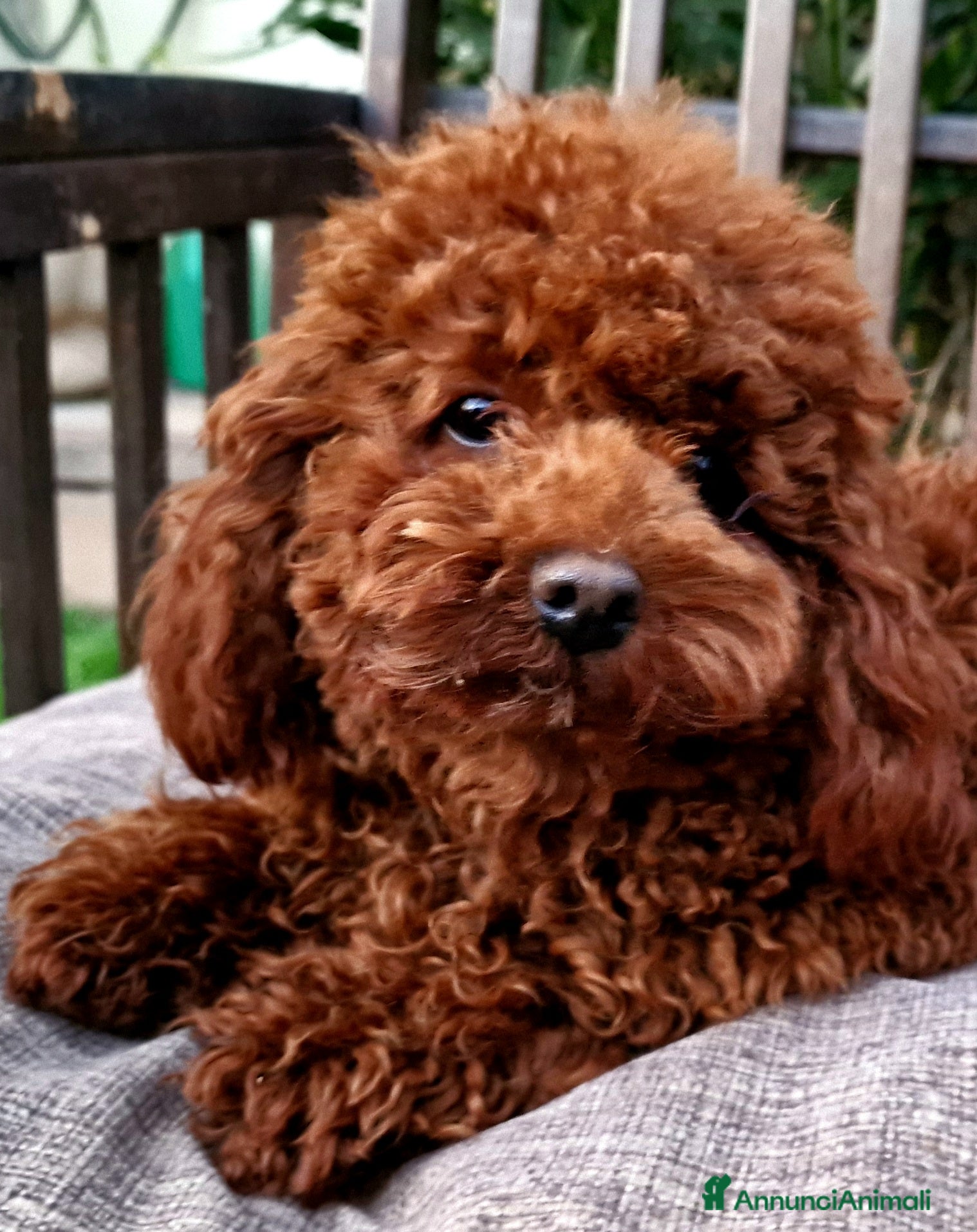 Barboncino Toy cani in vendita: Barboncino mini toy e Teacup Red brown  - Annuncio 5