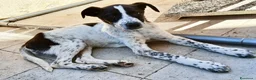 Meticcio cani in regalo: Macchia - Annuncio 8