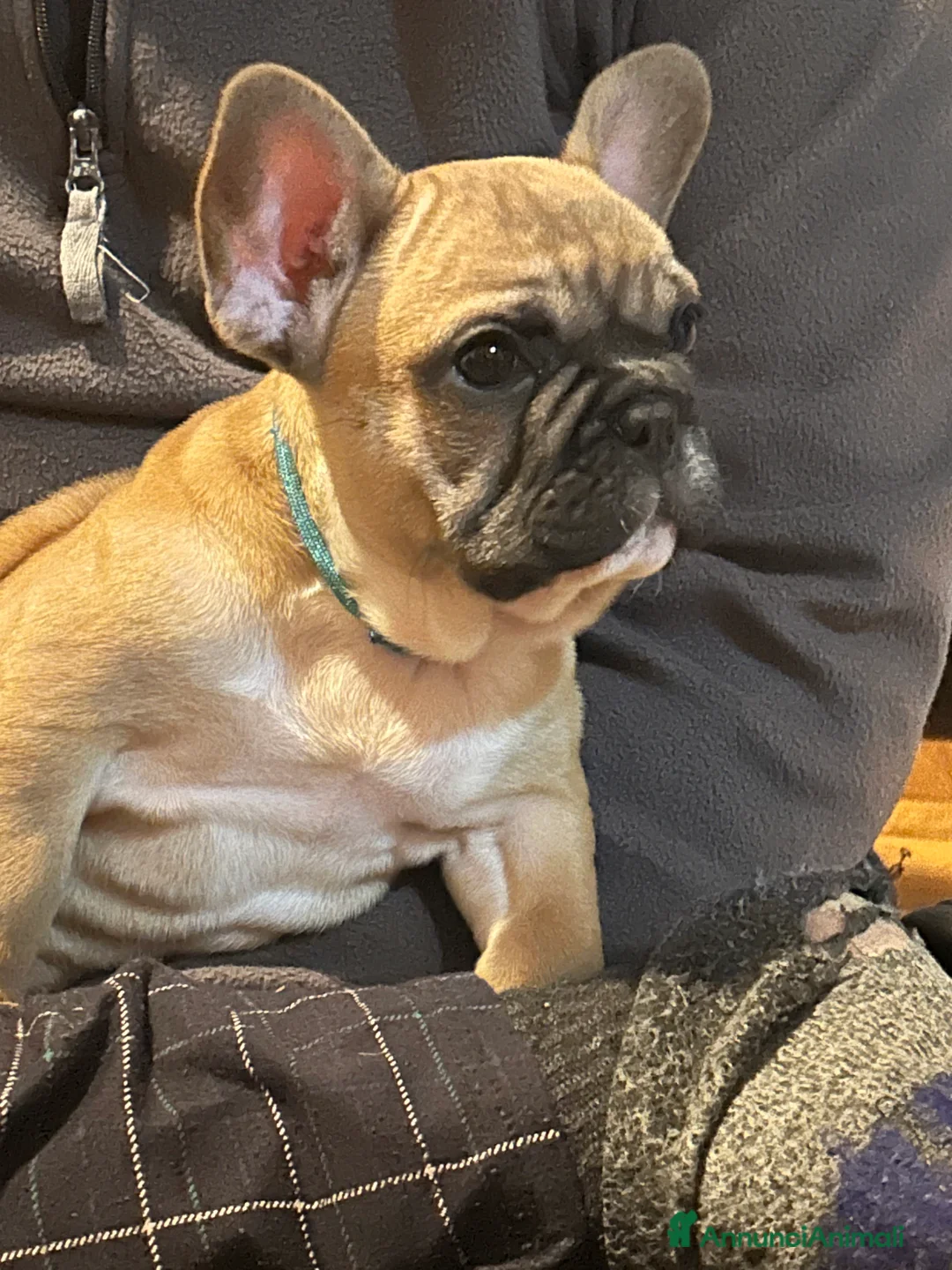 Bulldog Francese cani in vendita: Bulldog francese - Annuncio 9