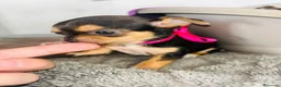 Chihuahua cani in vendita: Cuccioli Chihuahua  - Annuncio 8