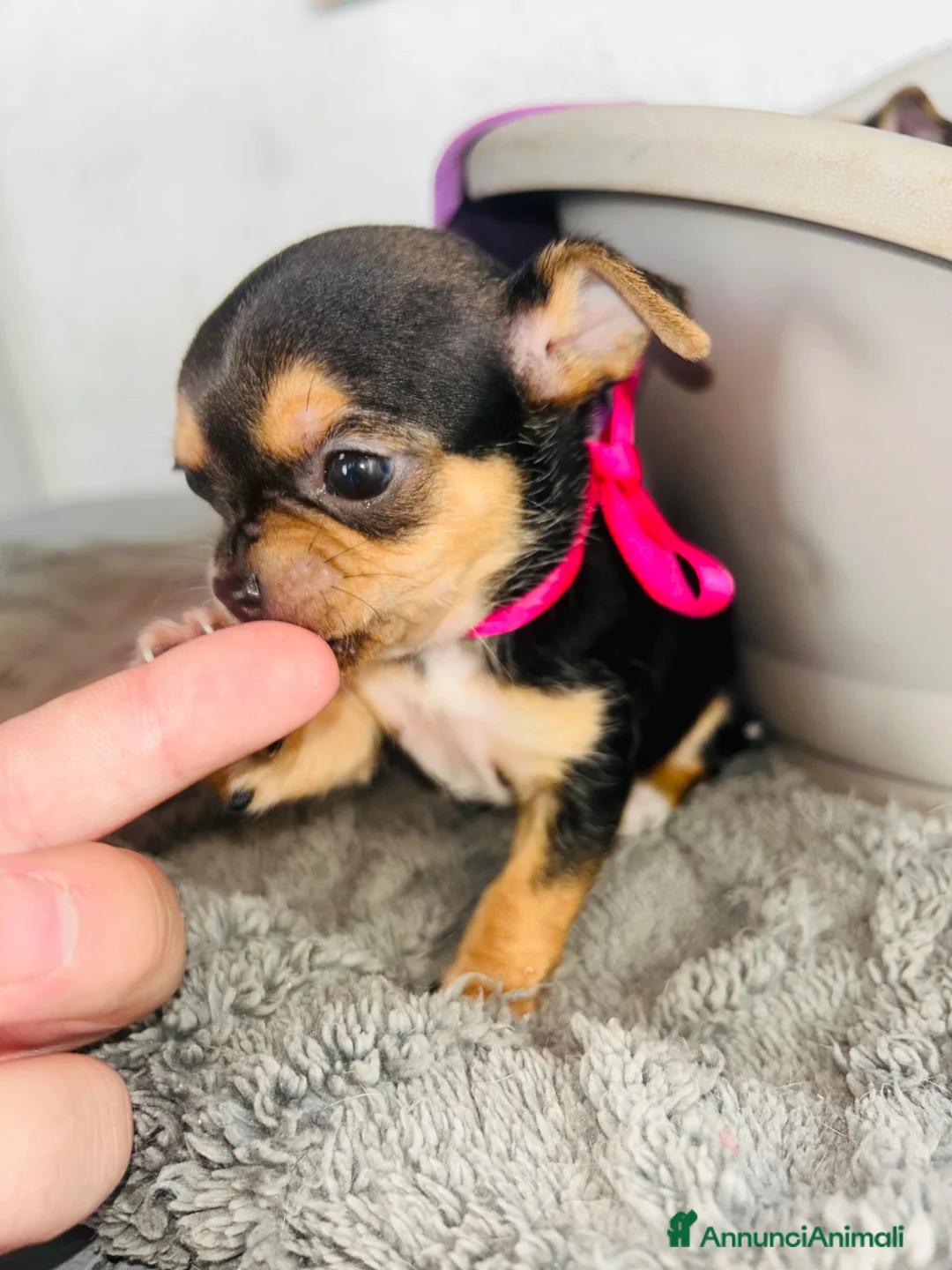 Chihuahua cani in vendita: Cuccioli Chihuahua  - Annuncio 8