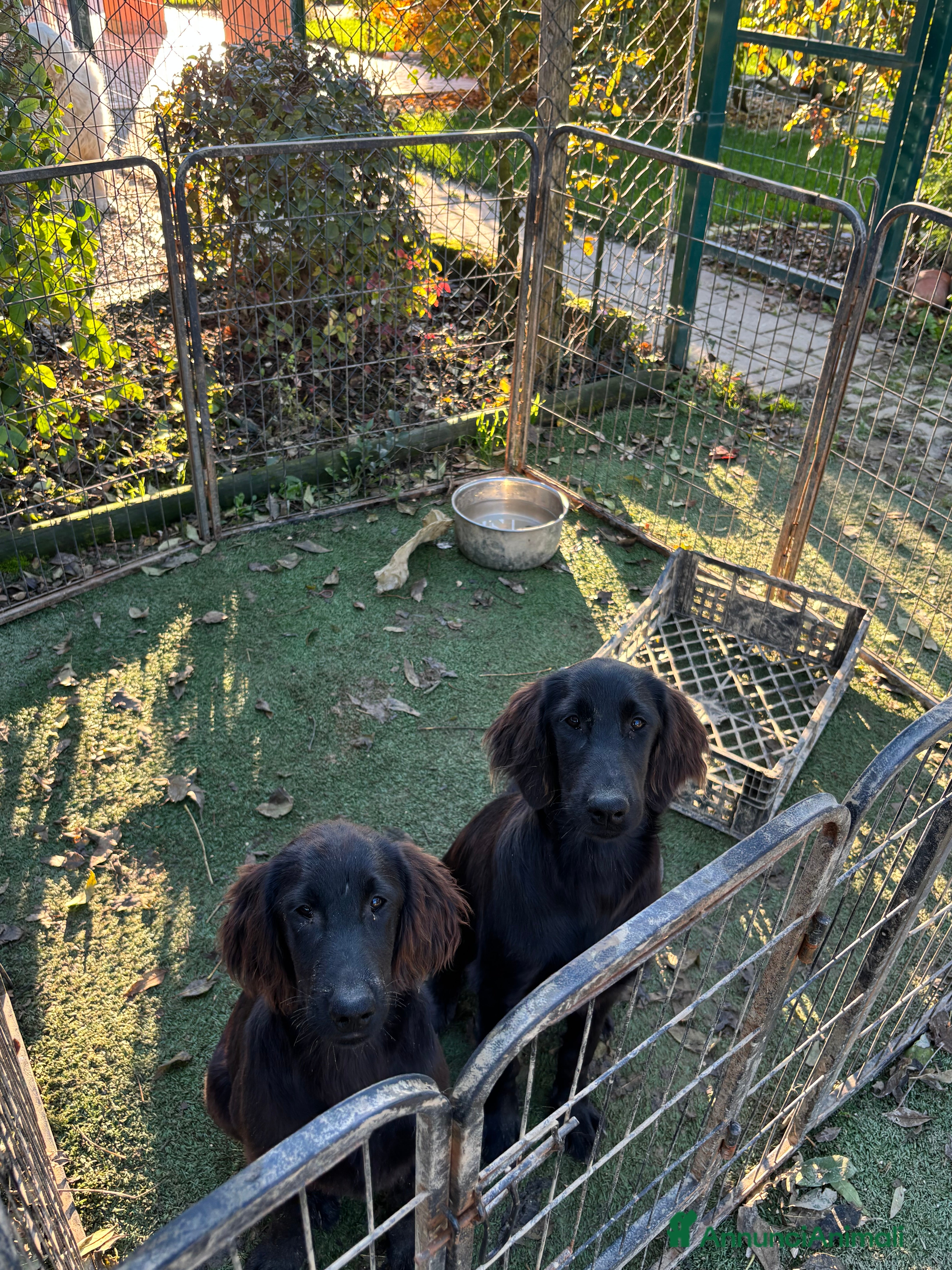 Flat Coated cani Flat Coated Retriever - Annuncio 37