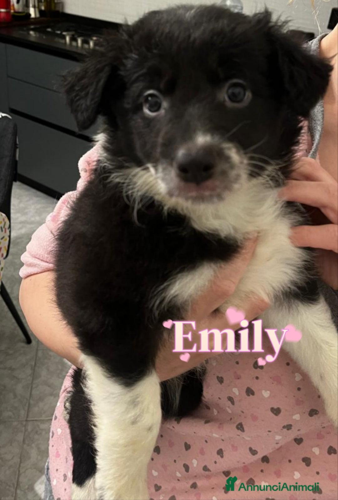 Border Collie cani in vendita: Cuccioli di Border collie  - Annuncio 2