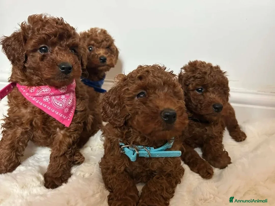 Barboncino Toy cani in vendita: Barboncini Toy Rossi - Annuncio 2