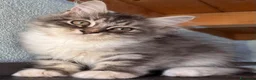 Siberiano gatti in vendita: cucciolo gatto siberiano ANFI - Annuncio 4