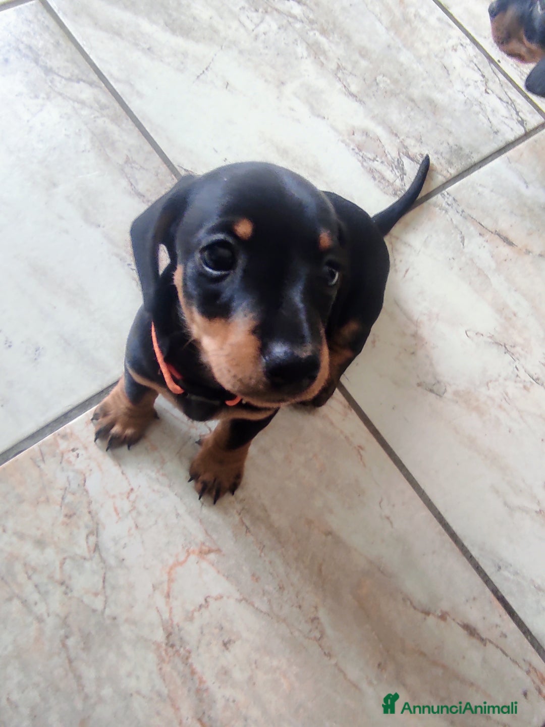 Bassotto cani in vendita: Bassottini cercano casa a Provincia di Pisa - Immagine 6