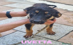 Meticcio cani in regalo: UNA MAMMA PER UVETTA  a Provincia di Varese - Immagine 3