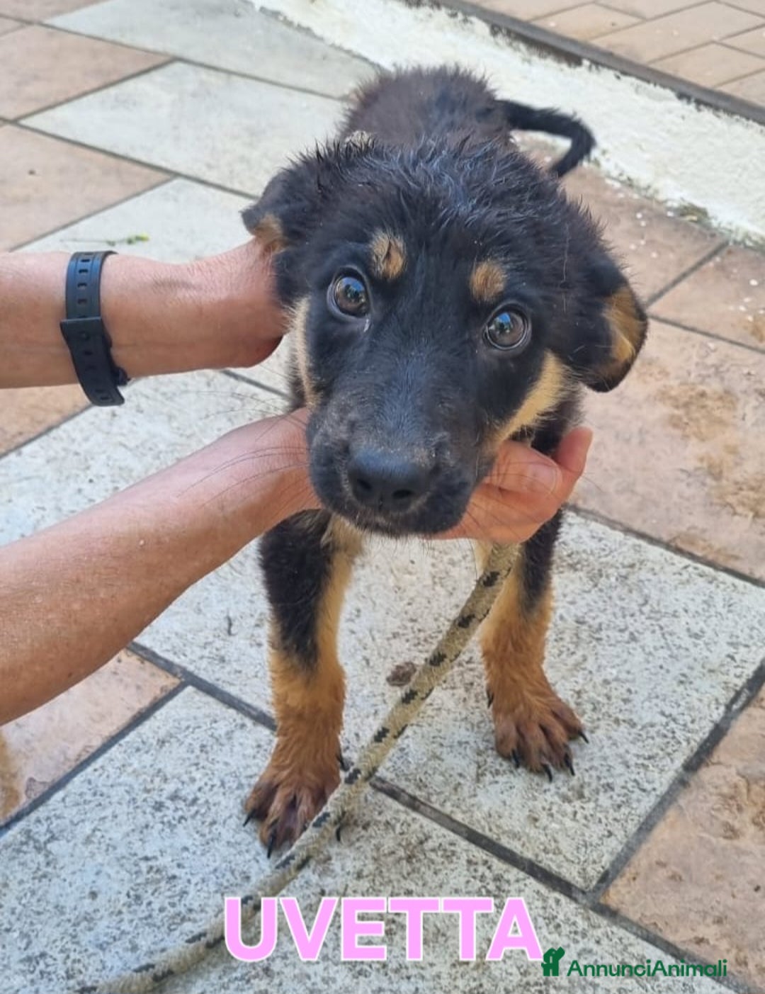 Meticcio cani in regalo: UNA MAMMA PER UVETTA  a Provincia di Varese - Immagine 3