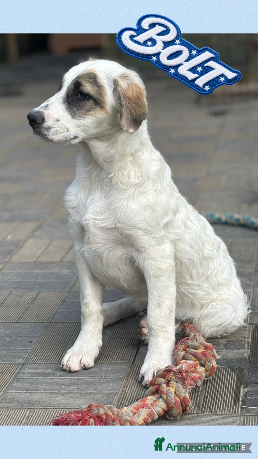 Meticcio cani Bolt, simil bretoncino - Annuncio 42