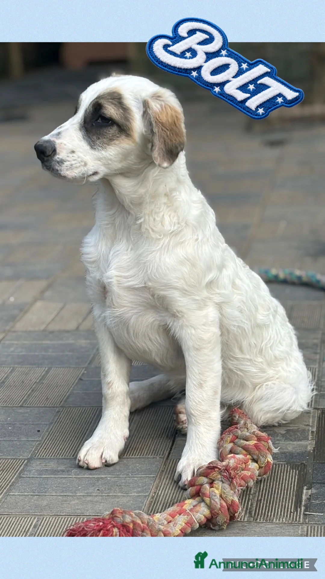 Meticcio cani in regalo: Bolt, simil bretoncino - Annuncio 1