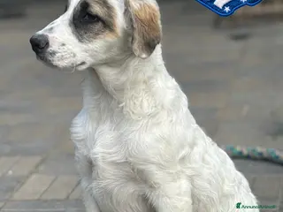 Meticcio cani Bolt, simil bretoncino - Annuncio 42