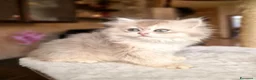 British gatti in vendita: British Longhair maschio Blue Golden Shell  - Annuncio 4