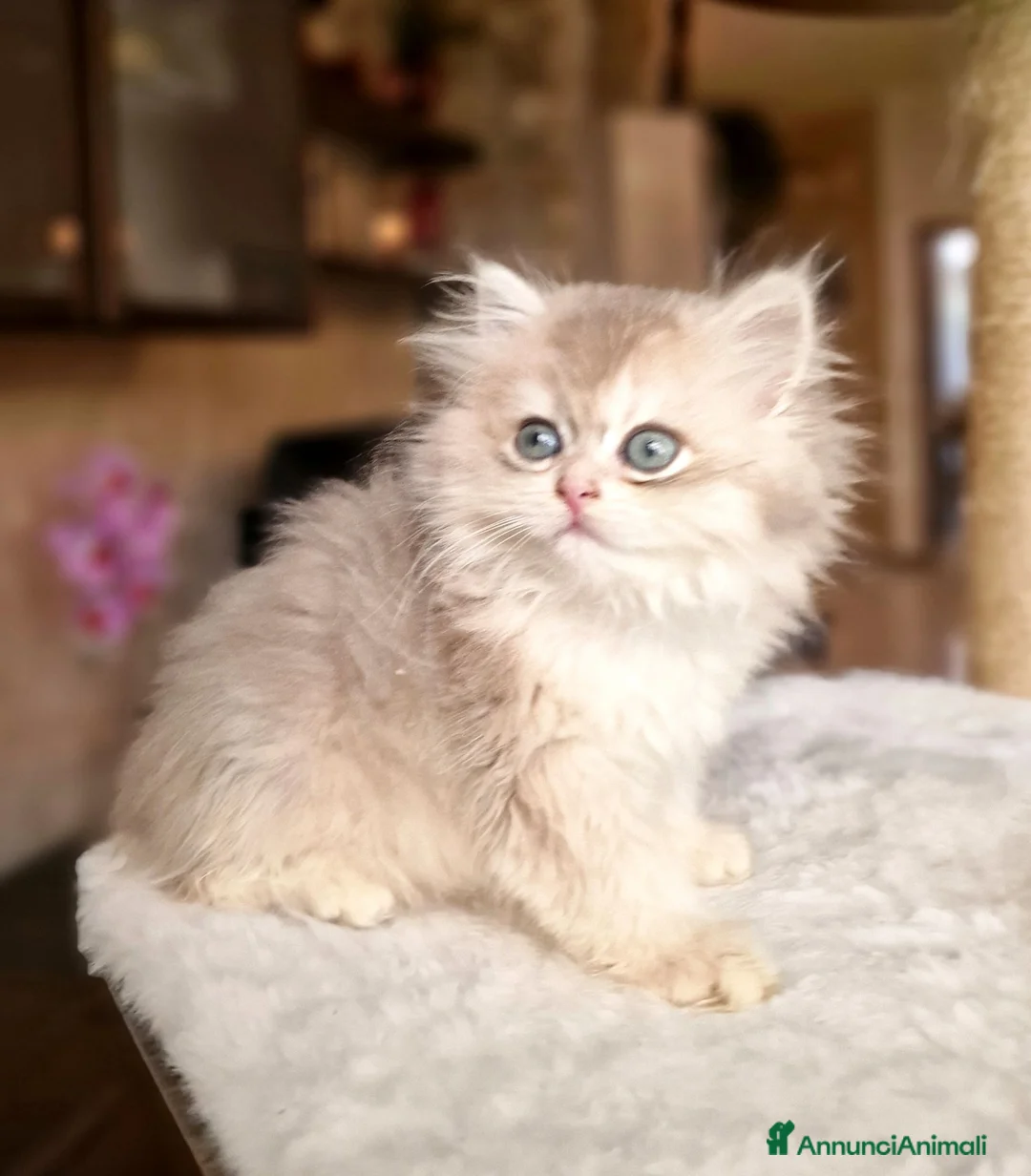 British gatti in vendita: British Longhair maschio Blue Golden Shell  - Annuncio 4