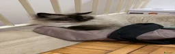 Ragdoll gatti in vendita: Ragdoll - Annuncio 4