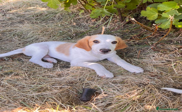 Meticcio cani a Provincia di Salerno - Annuncio 1