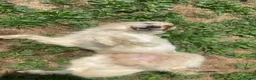 Setter Inglese cani in regalo: Splendido Setter di 5anni cerca una nuova famiglia a Provincia di Bergamo - Annuncio 3