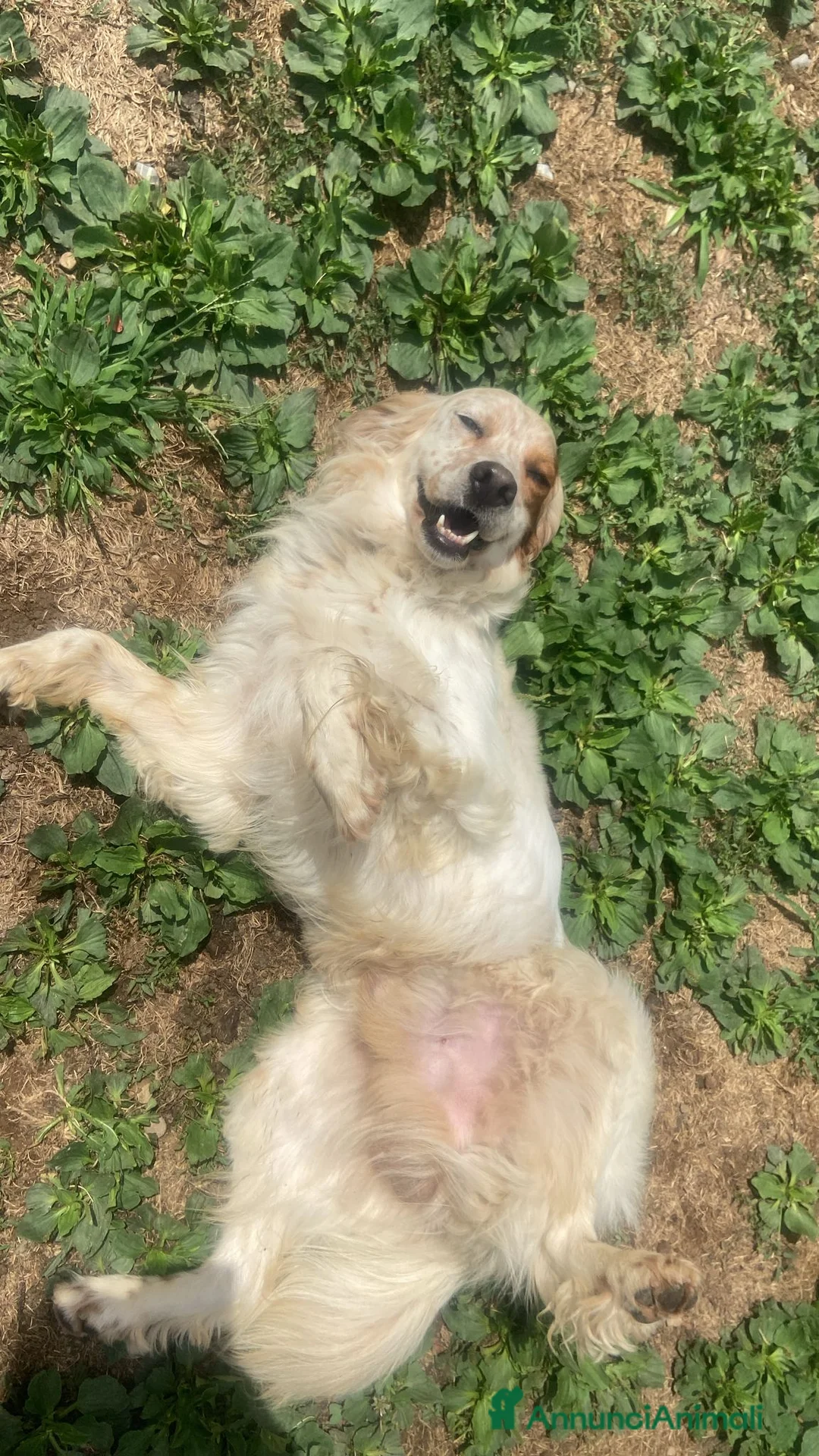 Setter Inglese cani in regalo: Splendido Setter di 5anni cerca una nuova famiglia - Annuncio 3