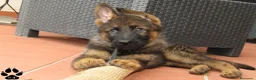 Pastore Tedesco cani in vendita: Cuccioli di pastore tedesco grigio focato - Annuncio 3