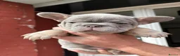 Bulldog Francese cani in vendita: Splendidi cuccioli di Bulldog francese a Città metropolitana di Milano - Annuncio 10