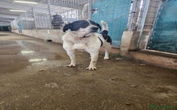 Meticcio cani in regalo: Coffee: super dolce con tutti  a Città Metropolitana di Genova - Immagine 7