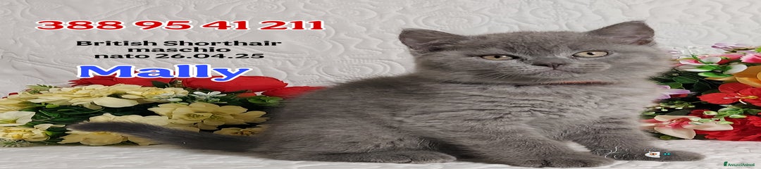 British Gattino 1