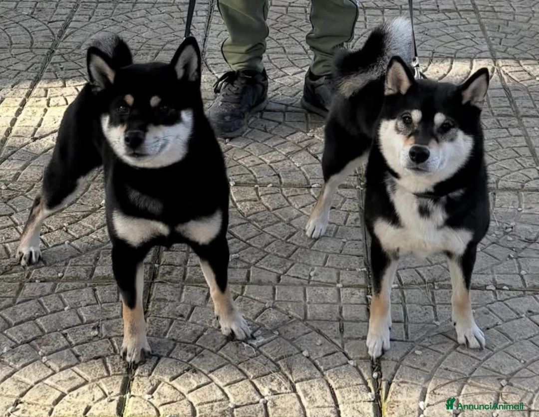 Shiba Inu cani in vendita: Cuccioli Shiba Inu black and tan a Città metropolitana di Palermo - Annuncio 2