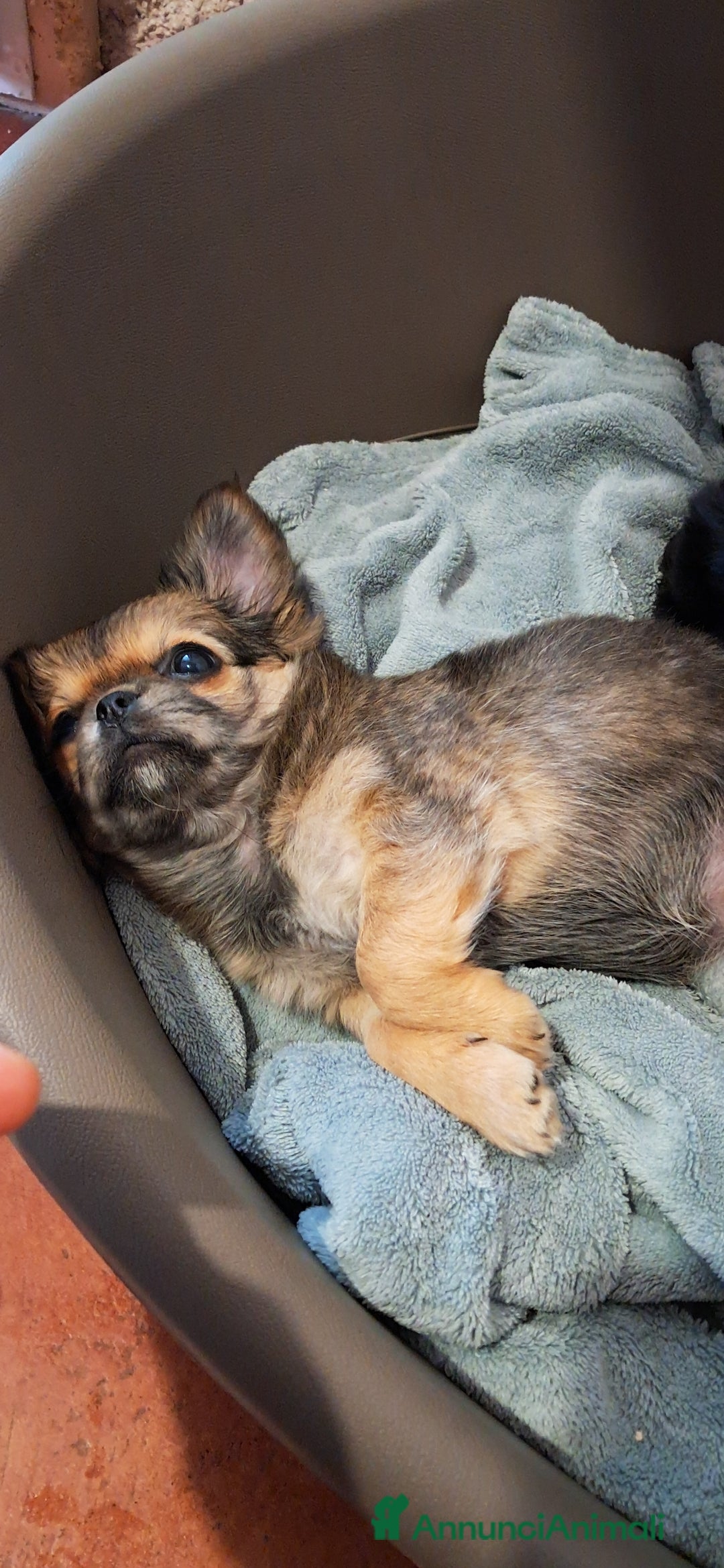 Chihuahua cani in vendita: Cucciola chihuahua con Pedigree Enci  - Annuncio 1