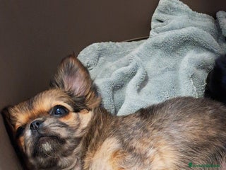 Chihuahua cani Cucciola chihuahua con Pedigree Enci - Annuncio 3