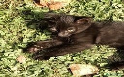 Europeo gatti in regalo: gatta 2 mesi e mezzo nera - Immagine 3