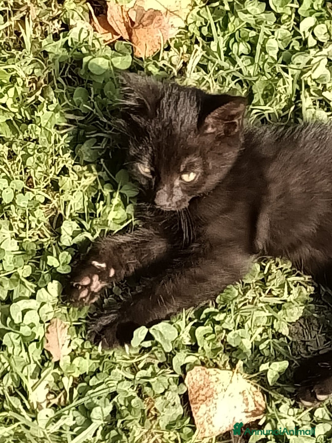 Europeo gatti in regalo: gatta 2 mesi e mezzo nera - Annuncio 3