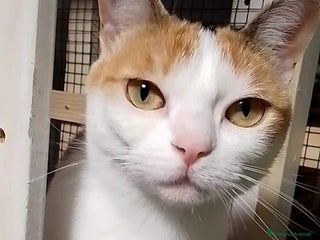 Europeo gatti Tenerissima micia in adozione, TRILLY ! - Annuncio 28