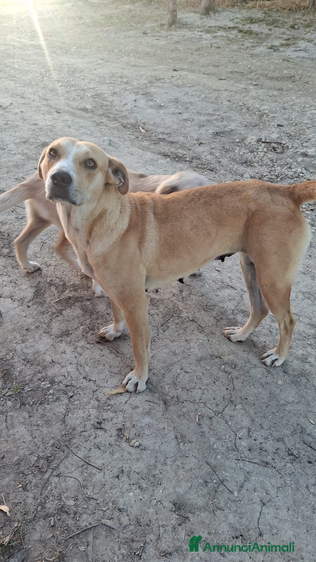 Meticcio cani Cuccioli di 5 mesi cercano casa - Annuncio 2