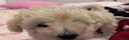 Barbone cani in vendita: Vendo barbone femmina nata il 3 settembre  a Città metropolitana di Roma Capitale - Annuncio 5