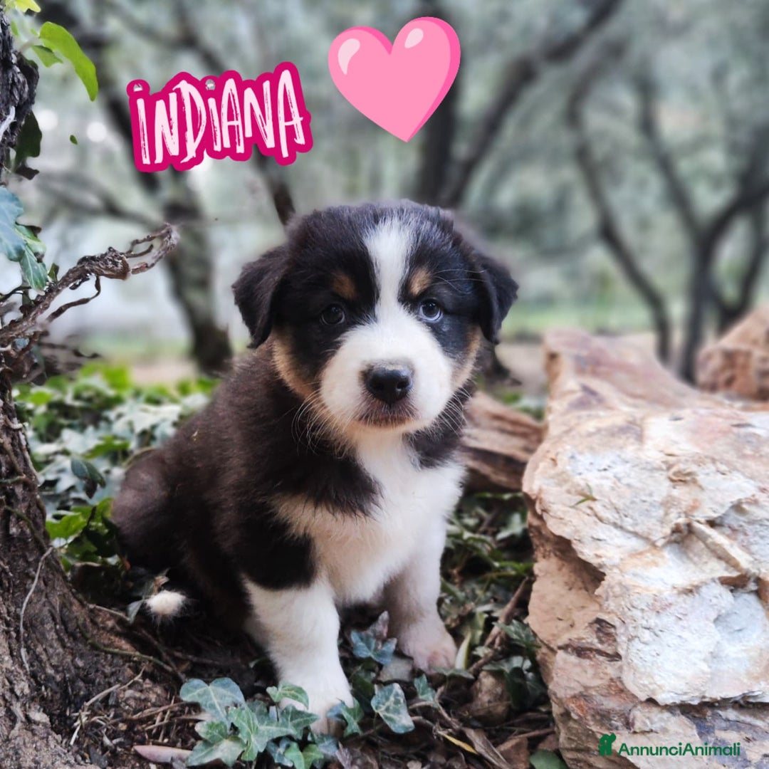 Australian Shepherd cani in vendita: Disponibili cuccioli australian shepherd a Provincia di Savona - Immagine 4