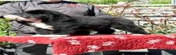 Terranova cani in vendita: CUCCIOLI TERRANOVA NERI a Valle d'Aosta - Annuncio 13